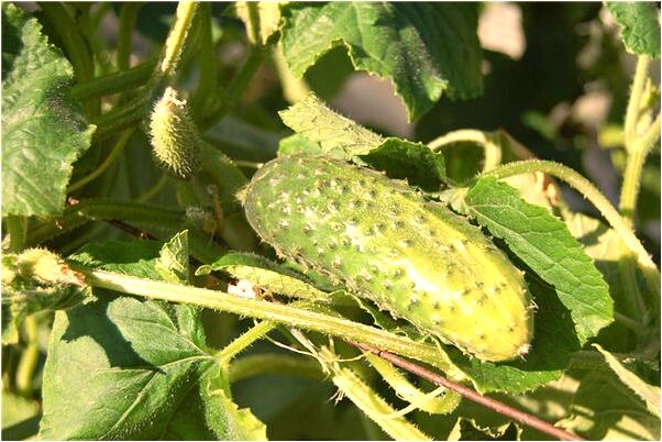 夢到蛇跑家裡了是吉兆嗎?_周公解夢官網