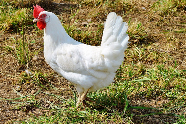 屬雞男人年份和事業_十二生肖