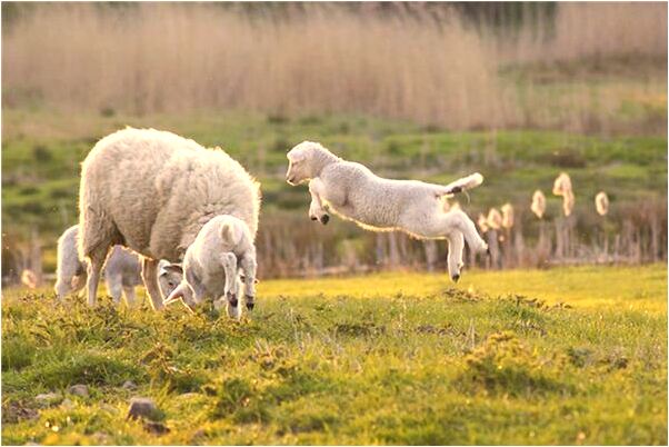 夢到了別人吃北瓜什麼預兆_周公解夢官網