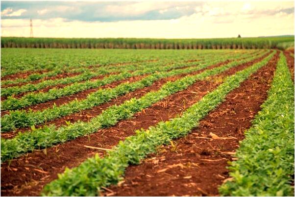 夢到了抓龍蝦有什麼預兆_周公解夢官網