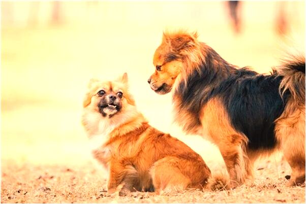 夢到了自己的兩個手提包有什麼意思_周公解夢官網