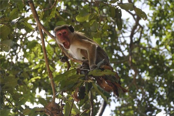 猴年出生的人今年幾歲_十二生肖