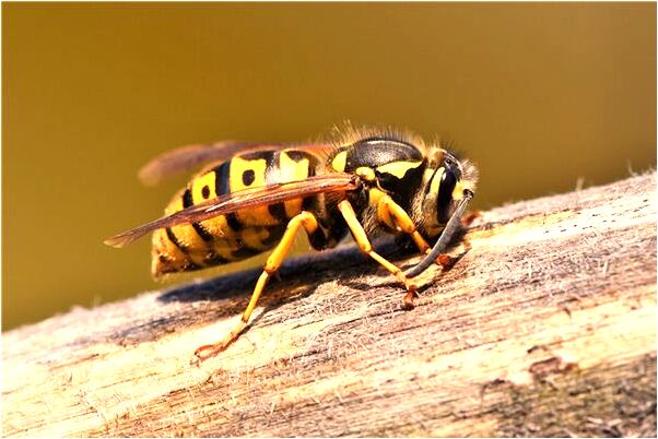夢見去世的媽媽怒視自己預示著什麼_周公解夢官網