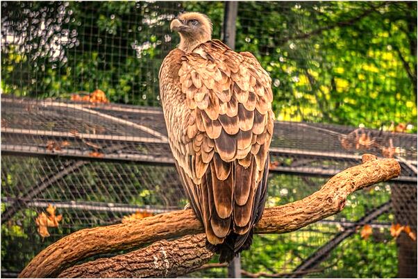 夢到了看見鎖子是什麼預兆_周公解夢官網