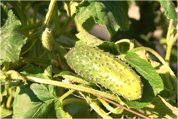 夢到變成變形金剛怎么樣_周公解夢官網