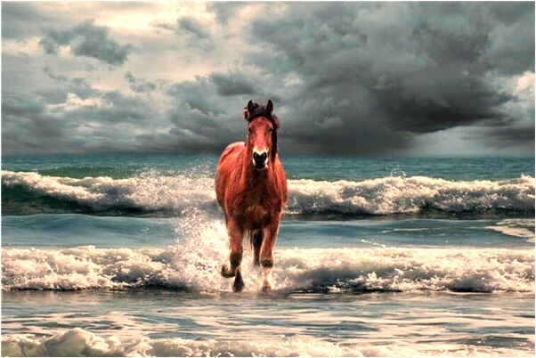 夢見與人逛街遇見狗預示什麼_周公解夢官網