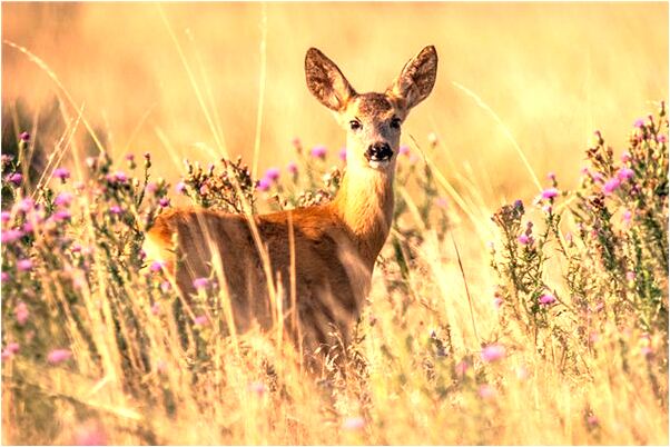 夢到自己身在漫天大火是啥預兆_周公解夢官網