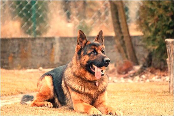 夢見被老婆在上位做愛是凶兆還是吉兆_周公解夢官網