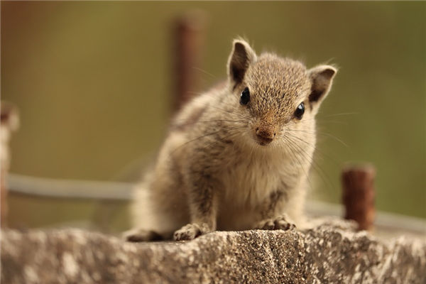 屬鼠的男人性格和桃花_十二生肖