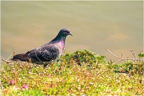 夢見有很多死的和活的老鼠有什麼預兆_周公解夢官網