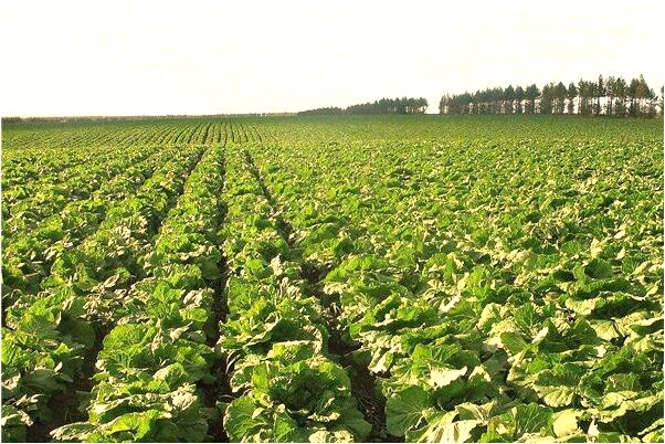 夢到摘西瓜沒摘到有什麼說法_周公解夢官網