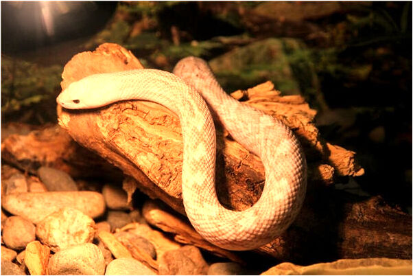 夢見警方根據玉戒指查尋好不好_周公解夢官網