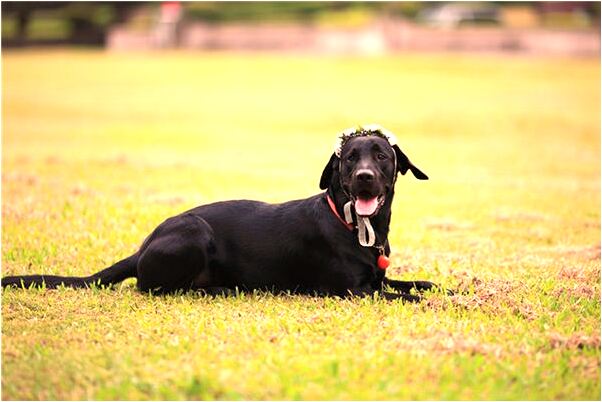 夢到丈夫在海面鐵塊上開車是什麼徵兆_周公解夢官網