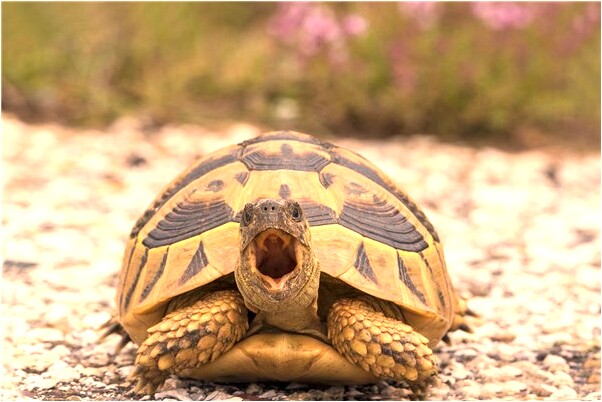 夢見搬縫紉機是什麼兆頭_周公解夢官網