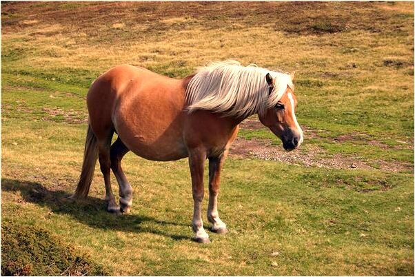夢到別人的狗咬別人的孩子有什麼預示嗎_周公解夢官網
