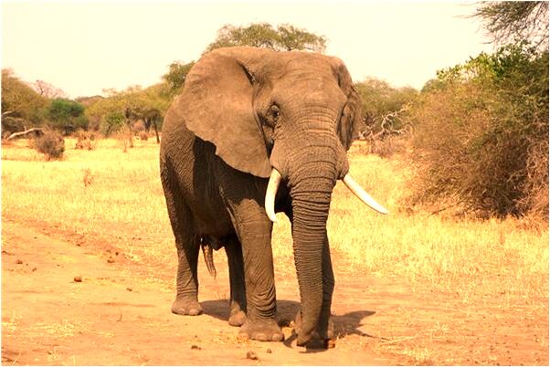 夢到也自己懷不上孕意味著什麼_周公解夢官網