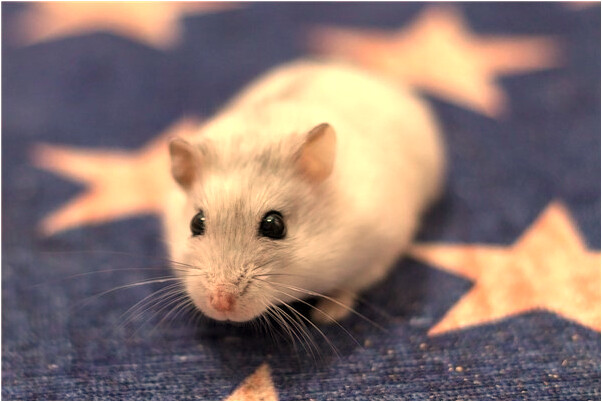 夢見市場裡有人宰殺是什麼啟示_周公解夢官網