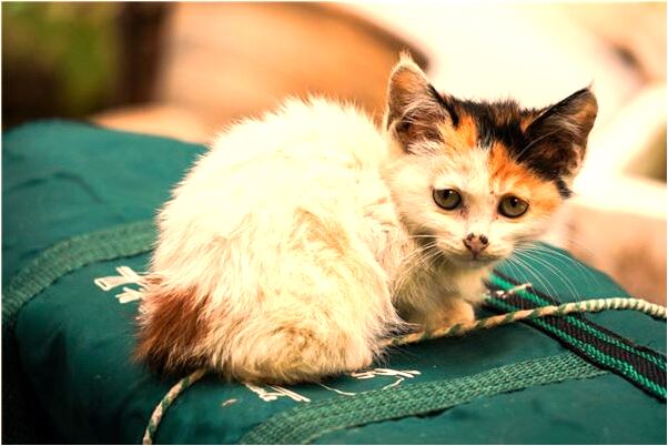 夢到修眉毛的預兆_周公解夢官網