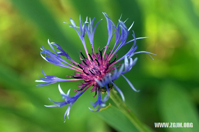 夢見用槍殺人_周公解夢夢到用槍殺人是什麼意思_做夢夢見用槍殺人好不好_周公解夢官網