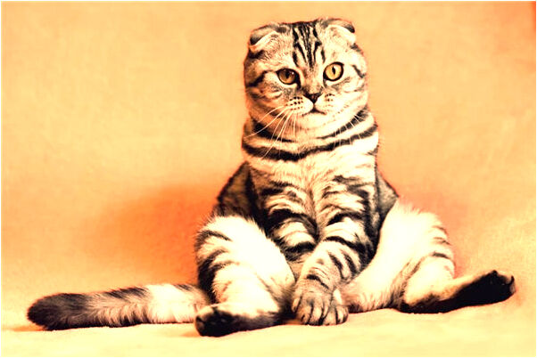 夢見地上垃圾是怎么回事_周公解夢官網