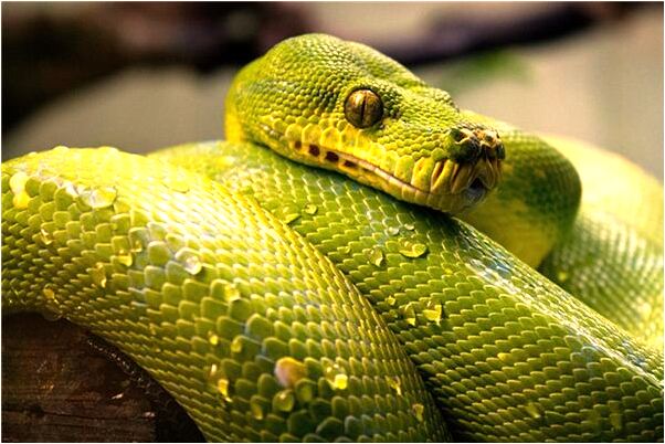 夢見自己被母親開肚洗腸有什麼寓意嗎？_周公解夢官網