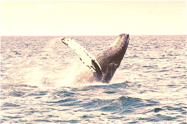 夢到飛撲上開動的火車有什麼寓意嗎_周公解夢官網