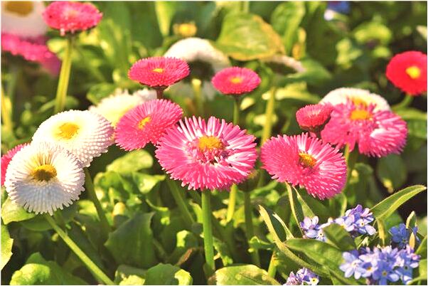 夢到純黑色的雞意味著什麼_周公解夢官網