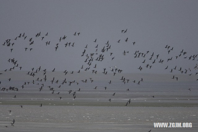 夢見蛇在腳底下_周公解夢夢到蛇在腳底下是什麼意思_做夢夢見蛇在腳底下好不好_周公解夢官網
