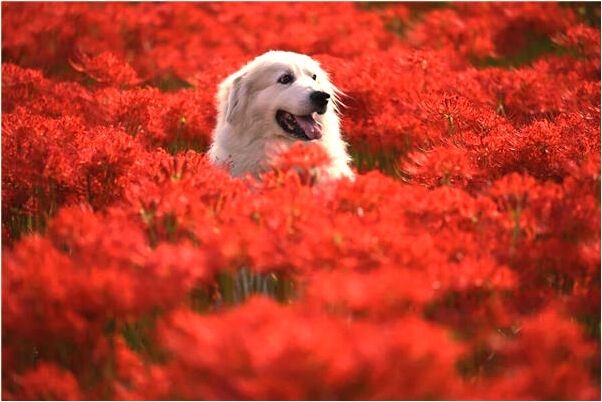 夢見別人家的雞會是什麼預兆_周公解夢官網