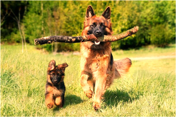 夢到了弟弟和高官在一起開心談話有什麼意思嗎_周公解夢官網