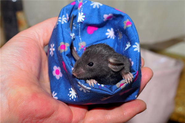 2008年12月屬鼠的人命運性格_十二生肖