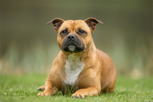 夢見小狗個小豬_周公解夢