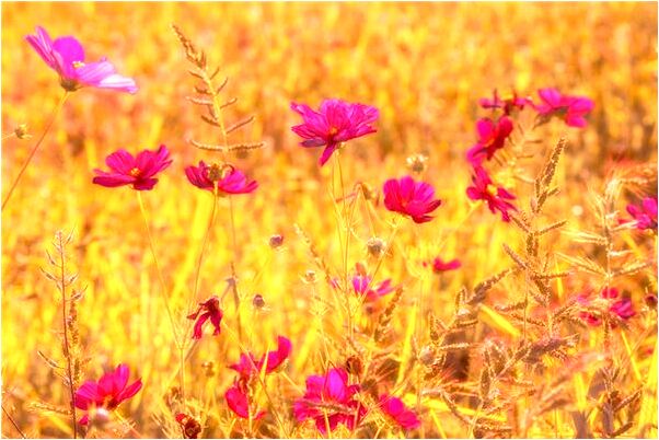 夢到滿天金塊預兆了什麼嗎_周公解夢官網