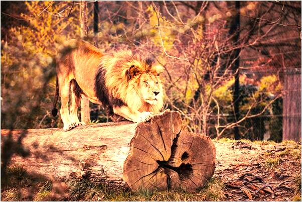 夢到了奮力掙脫籠子是啥意思_周公解夢官網