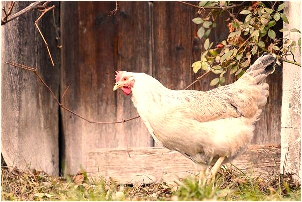 夢見媽媽在山坡底下包蘋果是什麼意思_周公解夢官網