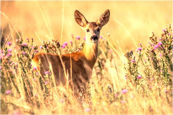 夢到買音響有什麼含義_周公解夢官網