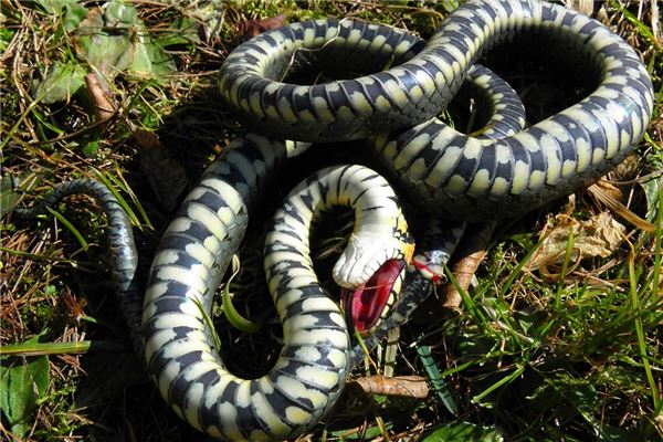 女人夢見死蛇_周公解夢