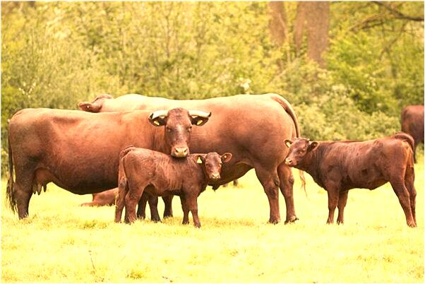 夢到了挖出碎屍體是什麼預兆_周公解夢官網