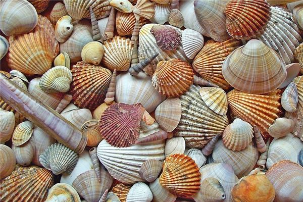 夢見貝殼_周公解夢