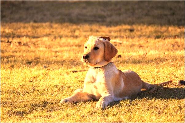 夢見自己穿白衣帶白帽怎么回事_周公解夢官網