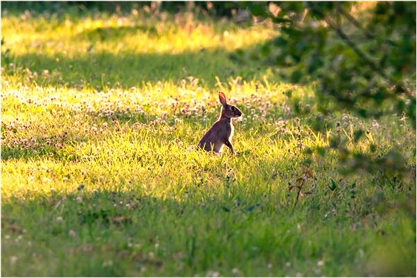夢見哥哥嫂子和他們的孩子預示什麼_周公解夢官網