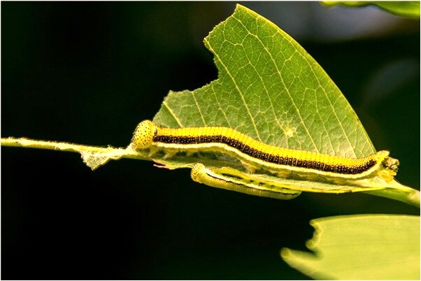夢見自己釣了一條大鯉魚有什麼預示嗎_周公解夢官網