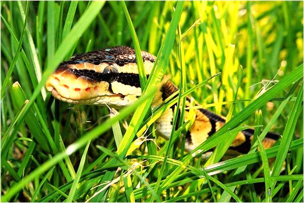 夢見一群家養的雞預兆了什麼嗎_周公解夢官網