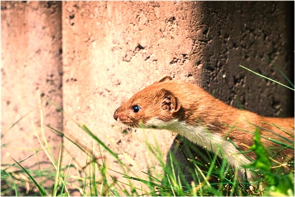 夢到媽媽腳受傷會怎么樣_周公解夢官網