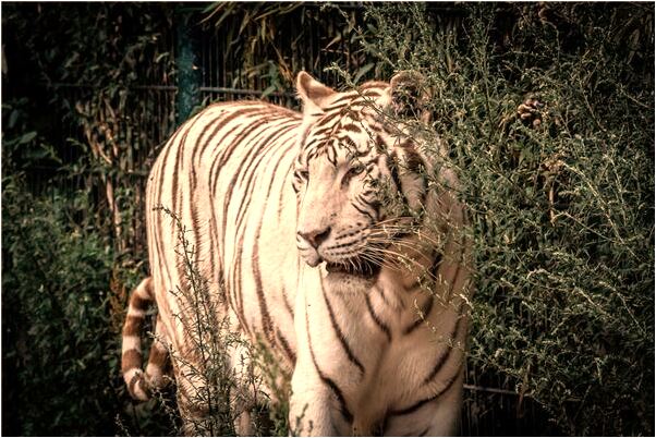 夢到吃同事給的牛蹄子喝酒代表著什麼？_周公解夢官網