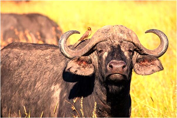 夢到牆縫裡的桃樹是什麼意思_周公解夢官網