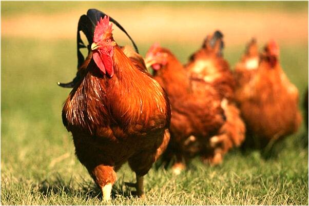 夢到水池很多鯽魚在游是咋回事_周公解夢官網