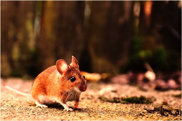 夢見釣到兔子是什麼意思？_周公解夢官網