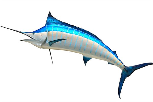 夢見兇猛的魚是什麼啟示_周公解夢