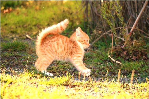 夢見自己的親人老了是什麼意思_周公解夢官網